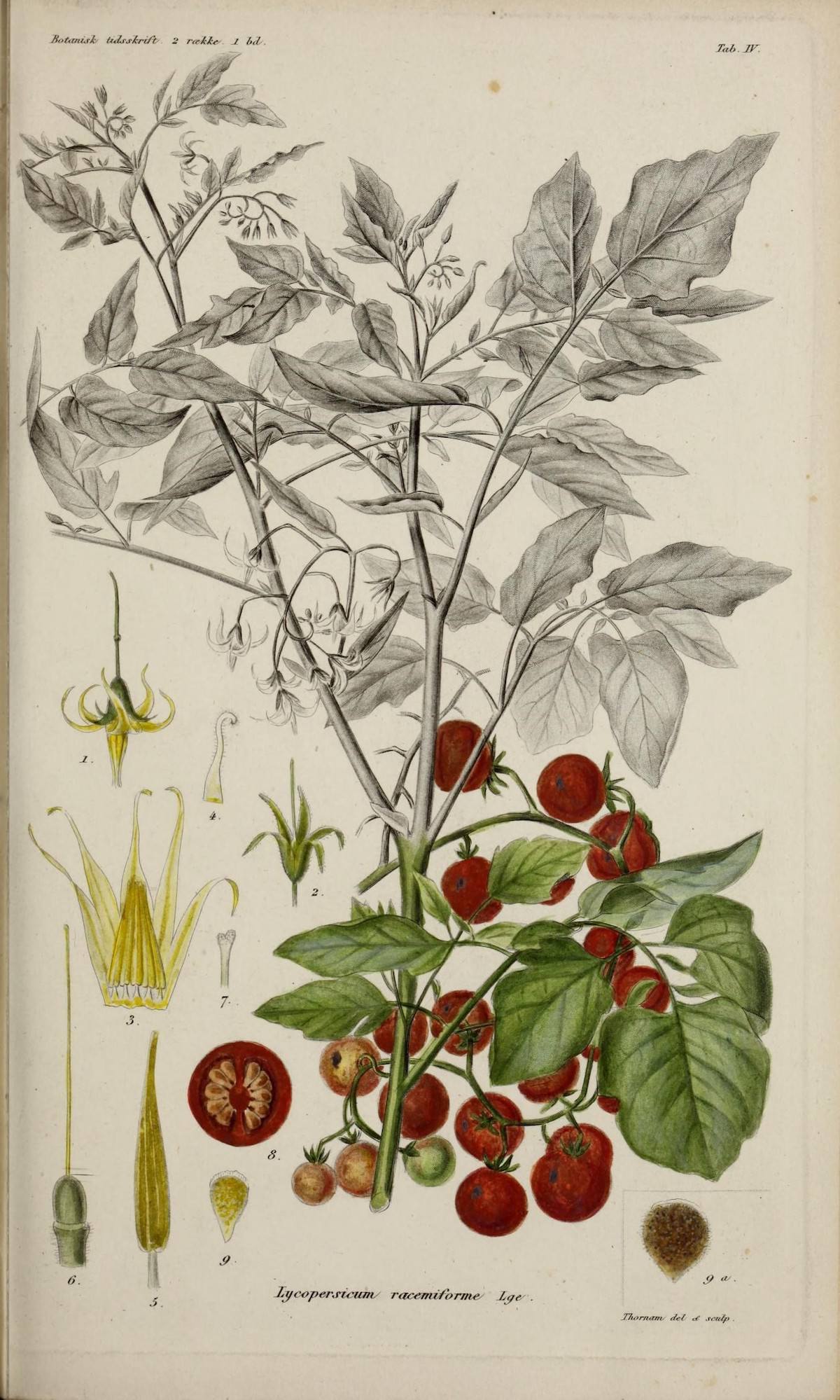 Solanum pimpinellifolium è una specie selvatica di pomodoro